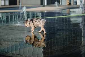 französische-bulldogge-laeuft-ueber-eine-springbrunnenflaeche-mit-wasser-geflutet-es-gibt-eine-spiegelung-des-beige-merle-hundes