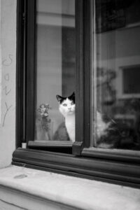 französische-bulldogge-laeuft-ueber-eine-springbrunnenflaeche-mit-wasser-geflutet-es-gibt-eine-spiegelung-des-beige-merle-hundes